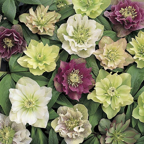 Hellebore 'Hybridisers Mix' 8 Hellebore 'Hybridisers Mix' - Image 6