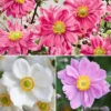 Anemone Hupehensis Collection 1 Anemone Hupehensis Collection -OWL Plant Shop 480949