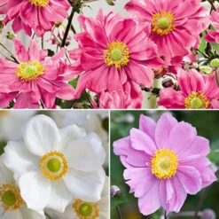 Anemone Hupehensis Collection
