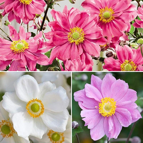Anemone Hupehensis Collection 3 Anemone Hupehensis Collection