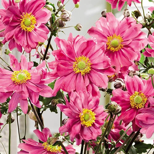 Anemone Hupehensis Collection 4 Anemone Hupehensis Collection - Image 2