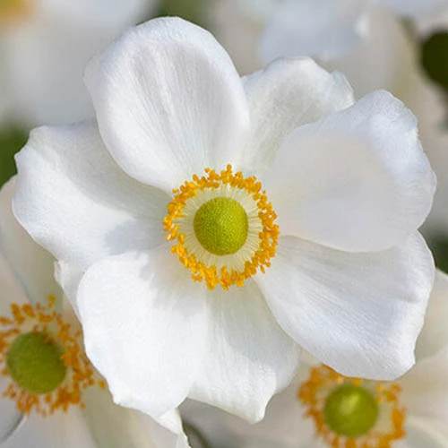 Anemone Hupehensis Collection 5 Anemone Hupehensis Collection - Image 3