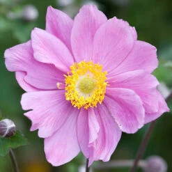 Anemone Hupehensis Collection 9 Anemone Hupehensis Collection -OWL Plant Shop 480949 3