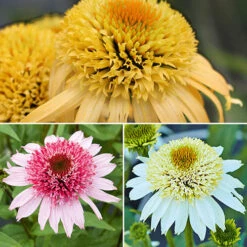Echinacea Purpurea Papallo Collection