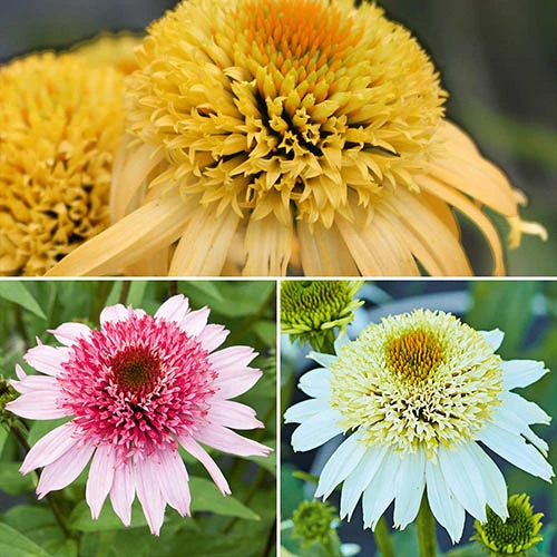 Echinacea Purpurea Papallo Collection 3 Echinacea Purpurea Papallo Collection