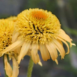 OWL Plant Shop 14 OWL Plant Shop -OWL Plant Shop 480951 1