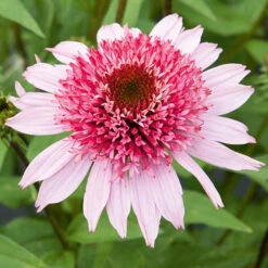 Echinacea Purpurea Papallo Collection 8 Echinacea Purpurea Papallo Collection -OWL Plant Shop 480951 2