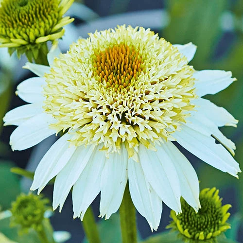 Echinacea Purpurea Papallo Collection 6 Echinacea Purpurea Papallo Collection - Image 4
