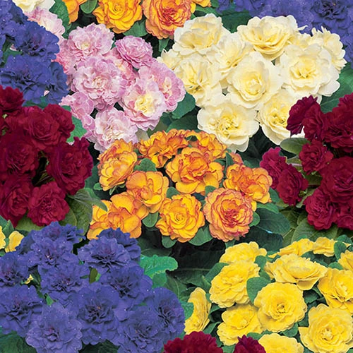 Primula Belarina Mixed 3 Primula Belarina Mixed