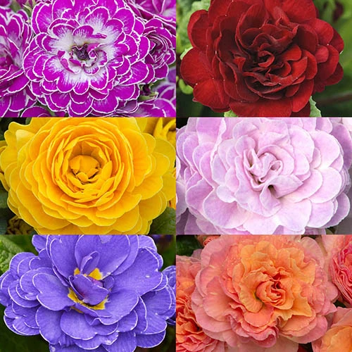 Primula Belarina Mixed 4 Primula Belarina Mixed - Image 2