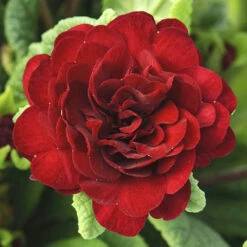 Primula Belarina Mixed 13 Primula Belarina Mixed -OWL Plant Shop 480954 3