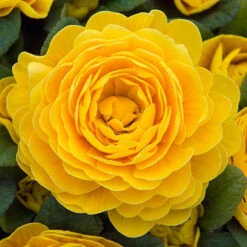 Primula Belarina Mixed 14 Primula Belarina Mixed -OWL Plant Shop 480954 4