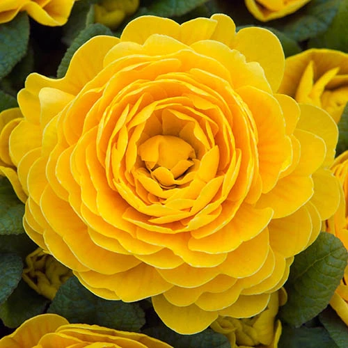 Primula Belarina Mixed 7 Primula Belarina Mixed - Image 5