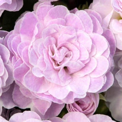 Primula Belarina Mixed 15 Primula Belarina Mixed -OWL Plant Shop 480954 5