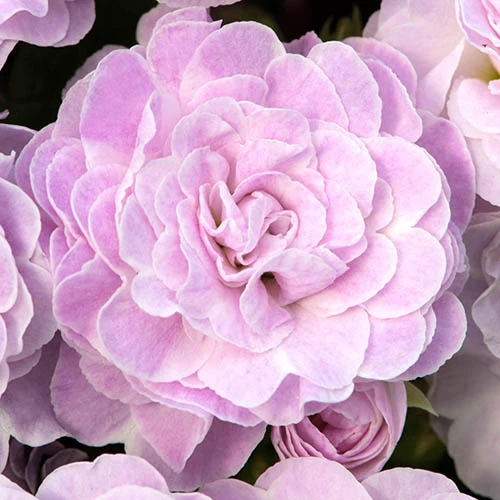 Primula Belarina Mixed 8 Primula Belarina Mixed - Image 6