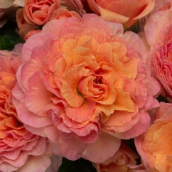 Primula Belarina Mixed 17 Primula Belarina Mixed -OWL Plant Shop 480954 7