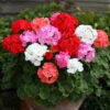 Geranium Parade 2 Geranium Parade -OWL Plant Shop 490244