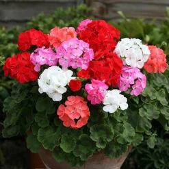 Geranium Parade