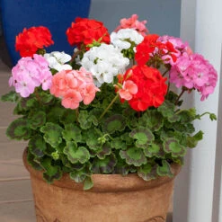 Geranium Parade 9 Geranium Parade -OWL Plant Shop 490244 2