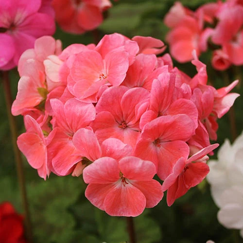 Geranium Parade 6 Geranium Parade - Image 4