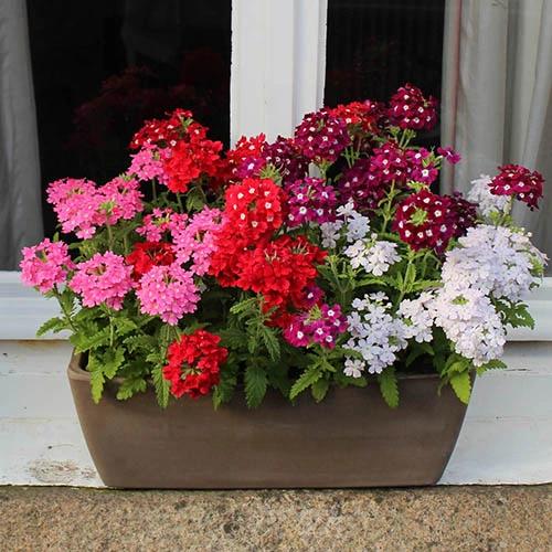 Verbena Glory Days 4 Verbena Glory Days - Image 2