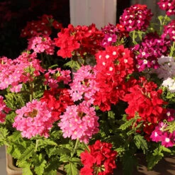 Verbena Glory Days 10 Verbena Glory Days -OWL Plant Shop 490319 2