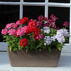 Verbena Glory Days 11 Verbena Glory Days -OWL Plant Shop 490319 3