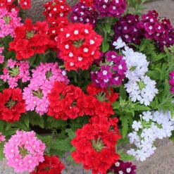 Verbena Glory Days 12 Verbena Glory Days -OWL Plant Shop 490319 4