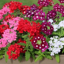 Verbena Glory Days 13 Verbena Glory Days -OWL Plant Shop 490319 5