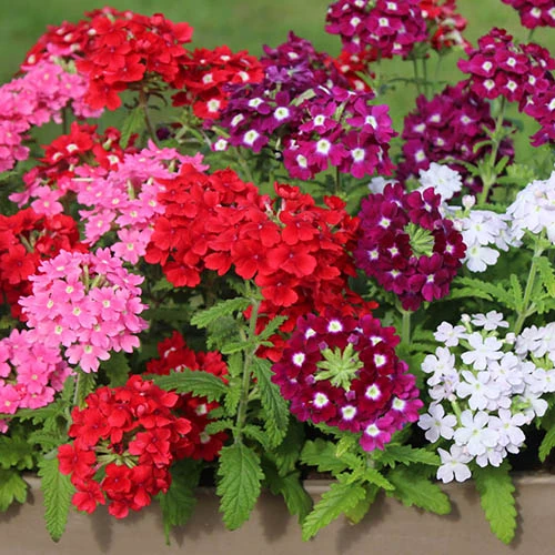 Verbena Glory Days 8 Verbena Glory Days - Image 6