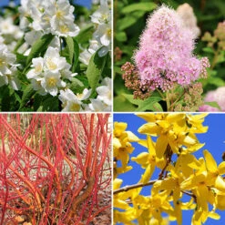 The Ultimate Winter Hardy Shrub Collection 9 The Ultimate Winter Hardy Shrub Collection -OWL Plant Shop 500001 2