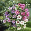 Hibiscus Tricolour Standard 2 Hibiscus Tricolour Standard -OWL Plant Shop 500079