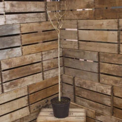 Hibiscus Tricolour Standard -OWL Plant Shop 500079 2