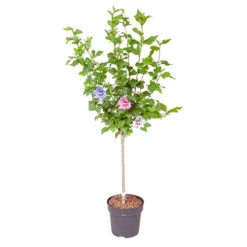 Hibiscus Tricolour Standard -OWL Plant Shop 500079 3
