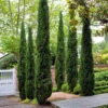 Pair Of Italian Cypress Trees 2 Pair Of Italian Cypress Trees -OWL Plant Shop 500165