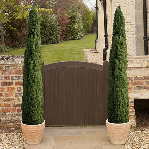 Pair Of Italian Cypress Trees 4 Pair Of Italian Cypress Trees - Image 2