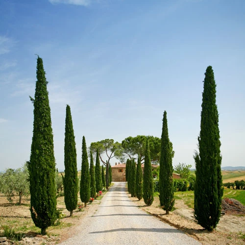 Pair Of Italian Cypress Trees 5 Pair Of Italian Cypress Trees - Image 3
