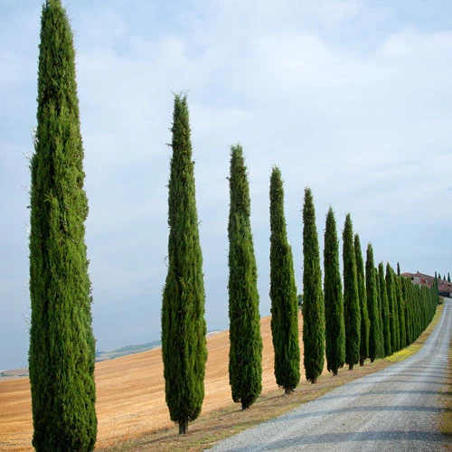 Pair Of Italian Cypress Trees 6 Pair Of Italian Cypress Trees - Image 4