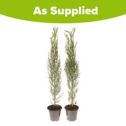 Pair Of Italian Cypress Trees 13 Pair Of Italian Cypress Trees -OWL Plant Shop 500165 5