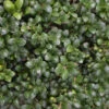 Ilex Crenata 'Green Hedge' 1 Ilex Crenata 'Green Hedge' -OWL Plant Shop 500189