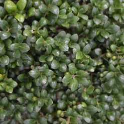 Ilex Crenata 'Green Hedge'