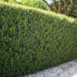 Ilex Crenata 'Green Hedge' 6 Ilex Crenata 'Green Hedge' -OWL Plant Shop 500189 1