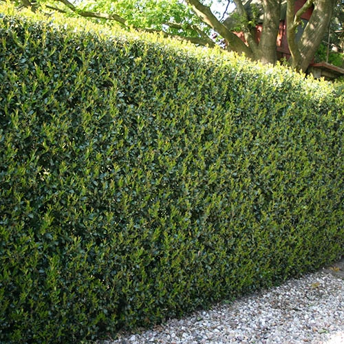 Ilex Crenata 'Green Hedge' 4 Ilex Crenata 'Green Hedge' - Image 2