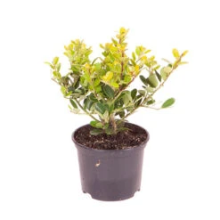 Ilex Crenata 'Green Hedge' 7 Ilex Crenata 'Green Hedge' -OWL Plant Shop 500189 2