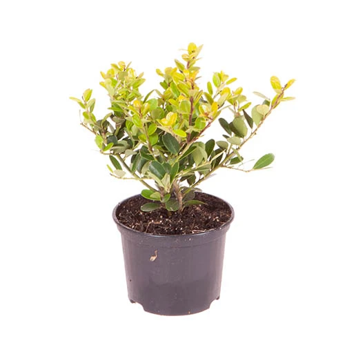 Ilex Crenata 'Green Hedge' 5 Ilex Crenata 'Green Hedge' - Image 3