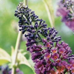 Buddleia 'Flower Power' 12 Buddleia 'Flower Power' -OWL Plant Shop 510003 3