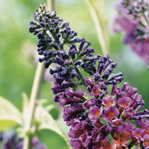 Buddleia 'Flower Power' 6 Buddleia 'Flower Power' - Image 4
