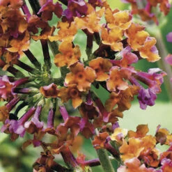 Buddleia 'Flower Power' 13 Buddleia 'Flower Power' -OWL Plant Shop 510003 4