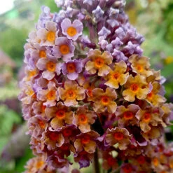 Buddleia 'Flower Power' 14 Buddleia 'Flower Power' -OWL Plant Shop 510003 5