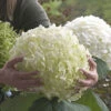 Tree Hydrangea 'Incrediball' 1 Tree Hydrangea 'Incrediball' -OWL Plant Shop 510009